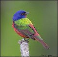 _0SB0359 painted bunting